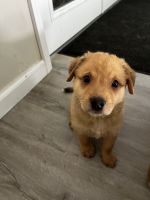 Finnish Spitz/Lab