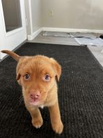 Finnish Spitz/Lab