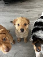 Mixed Puppies for sale in Orlando, FL, USA. price: $50