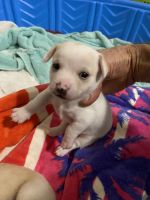 Adorable chi mix pups