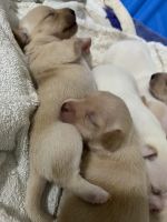 Adorable chi mix pups