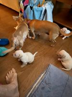 Mixed Puppies for sale in Maitland, FL, USA. price: $150