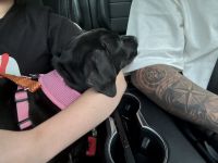 labrador retriever mix