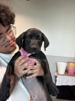 labrador retriever mix