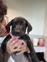 Mixed Puppies for sale in Tampa, FL, USA. price: $450