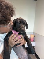 labrador retriever mix