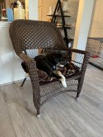 Mixed Puppies for sale in Middle Island, NY 11953, USA. price: NA