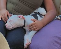 American potbull mix dogo argentino