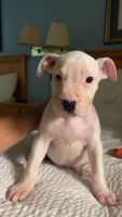 American potbull mix dogo argentino