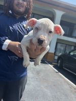 Mixed Puppies for sale in Chantilly, VA, USA. price: $2,500