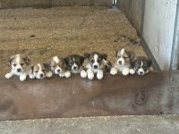Mixed Puppies for sale in Olympia, WA, USA. price: $800