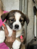 1/2 Corgi 1/2 Mini Aussie