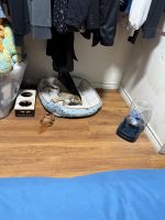 Pup needs loving home