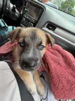 Mixed Puppies for sale in San Antonio, TX 78242, USA. price: $10