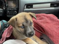 Pup needs loving home