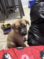 12 week old shepherd mix