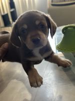 Mixed Puppies for sale in Long Beach, CA, USA. price: $75