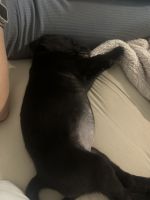 Mixed Puppies for sale in Oak Ridge, TN, USA. price: $100