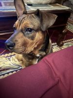 9 month old medium puppy to good home