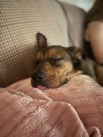 Mixed Puppies for sale in Columbus, MS, USA. price: NA