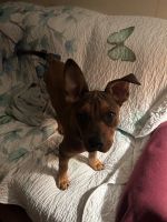 9 month old medium puppy to good home