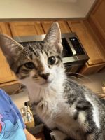 Mixed Cats for sale in Melbourne, FL, USA. price: $70