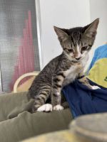 Mixed breed kittins very friendly