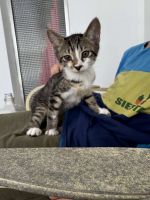 Mixed breed kittins very friendly