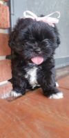 Mixed Puppies for sale in Muscle Shoals, AL 35661, USA. price: $450