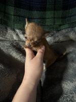 Chihuahua mix puppies