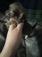 Chihuahua mix puppies