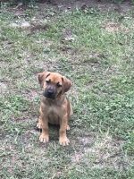Mixed Puppies for sale in Fayetteville, NC, USA. price: $75