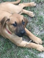 Mixed Puppies for sale in Fayetteville, NC, USA. price: $75