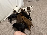 Mixed Puppies for sale in Columbia City, IN 46725, USA. price: $200