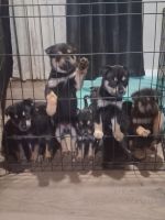 Mixed Puppies for sale in Tucson, AZ, USA. price: $50