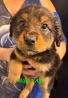Mixed Puppies for sale in Birdsboro, PA 19508, USA. price: $300