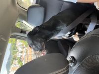 Labrador × Cane Corso satışda”