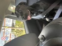 Mixed Puppies for sale in Herceg Novi, Montenegro. price: 100 EUR