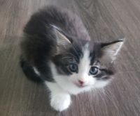 Mixed Cats for sale in Clemmons, NC, USA. price: $350