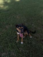 Mixed Puppies for sale in 807 NW Park Ln, Lee's Summit, MO 64063, USA. price: NA