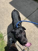 Mixed Puppies for sale in Chicago, IL, USA. price: $200