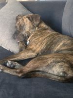 Mixed Puppies for sale in Greenville, SC 29607, USA. price: $250