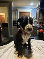 Mixed Puppies for sale in Youngsville, LA 70592, USA. price: $350