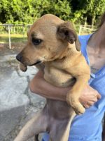 Mixed Puppies for sale in Chattanooga, TN, USA. price: $25