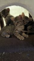 Mixed Cats for sale in Endwell, NY 13760, USA. price: $165