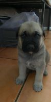 Mixed Puppies for sale in Fontana, CA, USA. price: $250