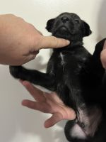 Belgian mix puppies for sale