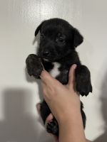 Belgian mix puppies for sale