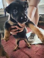 Mixed Puppies for sale in Rose City, MI 48654, USA. price: $100