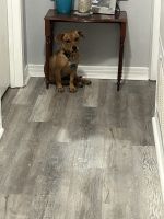 Mixed Puppies for sale in Gretna, LA, USA. price: $150